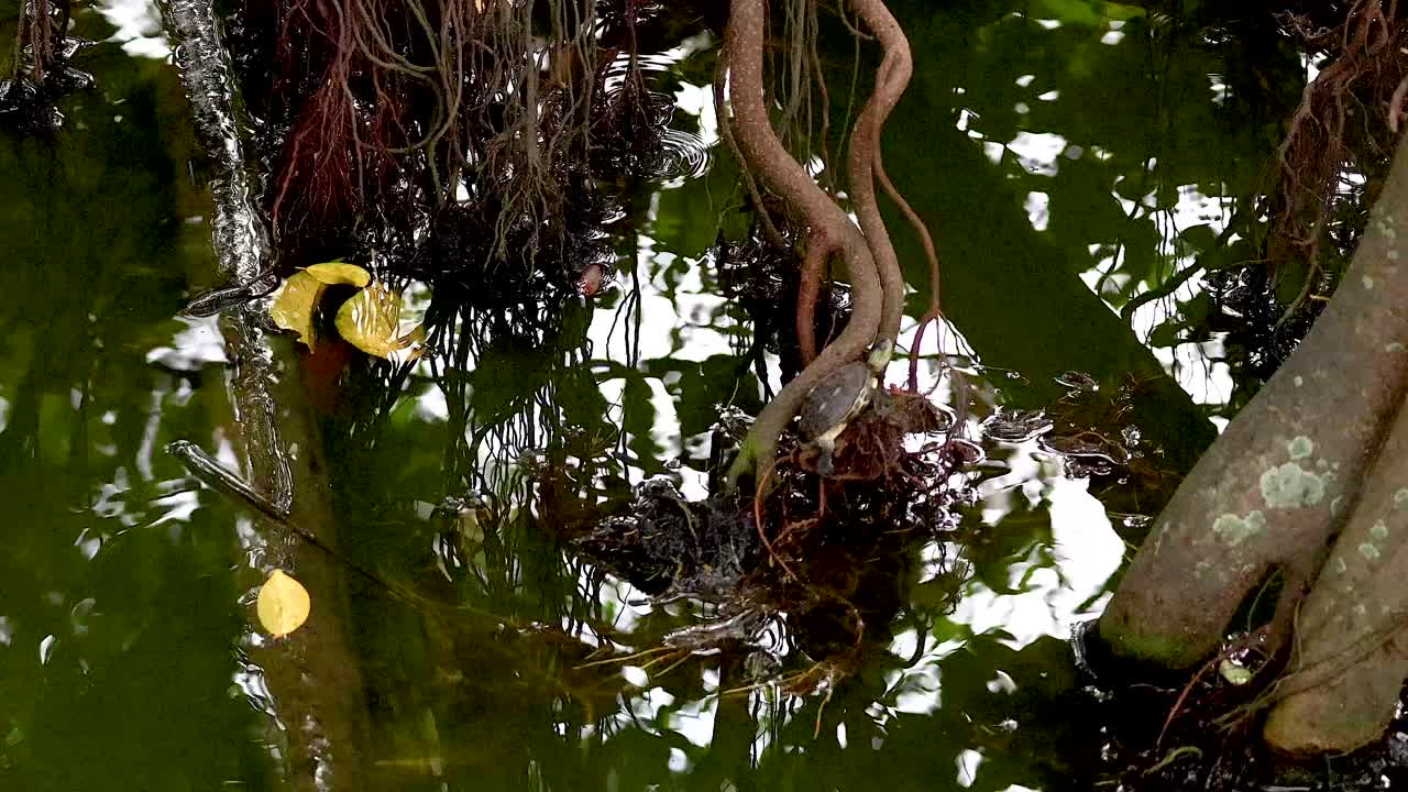 나무 뿌리 근처 의 물 을 항해 하는 거북이
