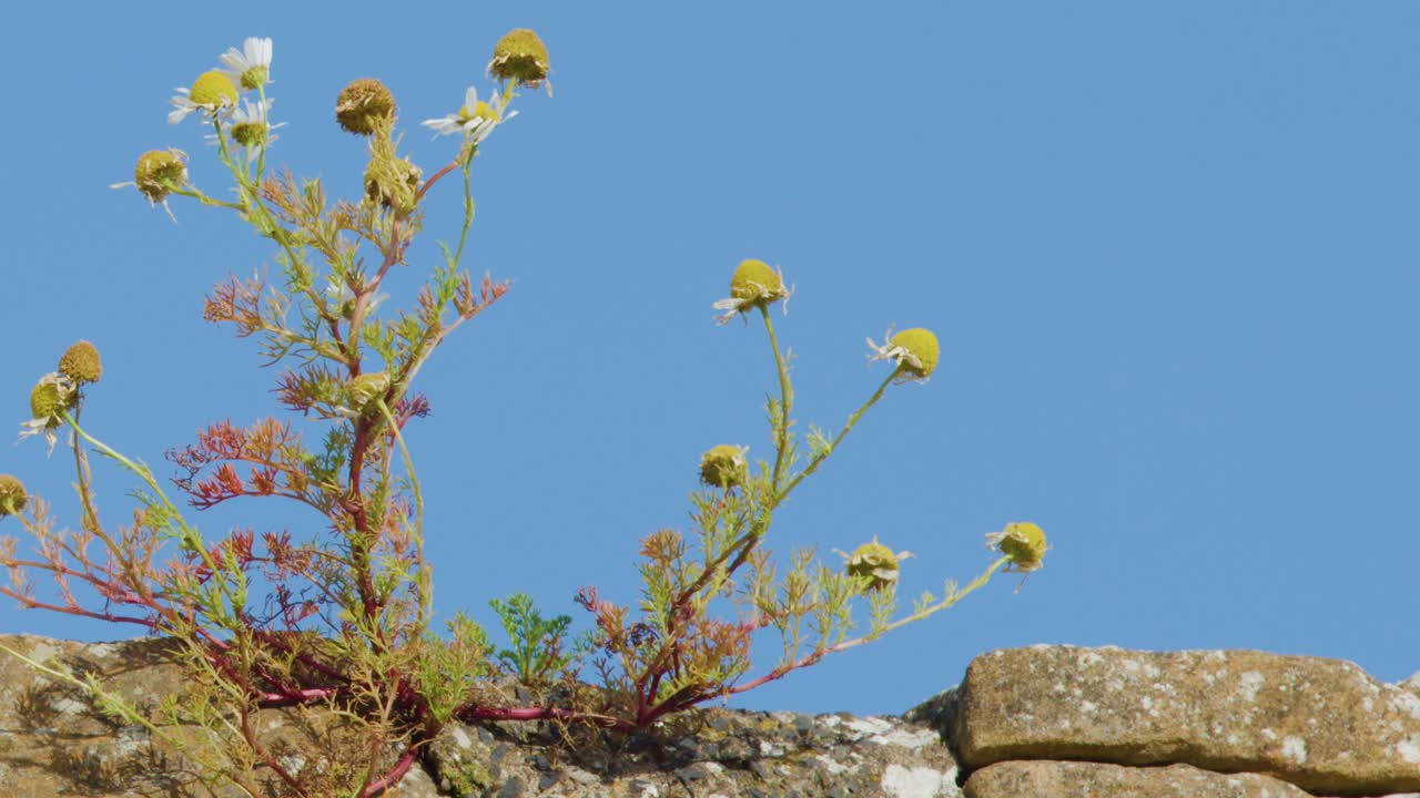 Yellow wildflowers and weeds move in the breeze atop a rustic stone wall, captured in bright daylight with a static camera and clear blue sky
