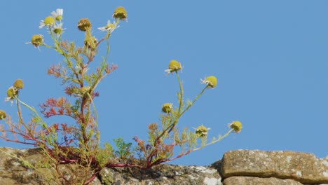 yellow wildflowers and weeds move in the breeze atop a rustic stone wall, captured in bright daylight with a static camera and clear blue sky