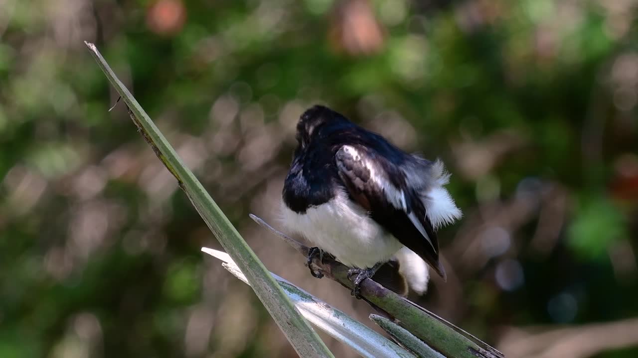 오리엔탈 까치 로빈은 태국 어디에서나 볼 수 있는 매우 흔한 참새목 새입니다.