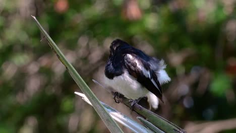 the oriental magpie-robin is a very common passerine bird in thailand in which it can be seen anywhere