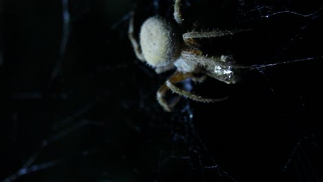 Araña-Tejedora-De-Orbe-Comiendo-Y-Girando-Presas-En-Web-Night-Shot-Close-Up-Macro