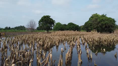 Aerial-low-attitude-shot-over-flooding-wheat-field-after-horror-rainy-night