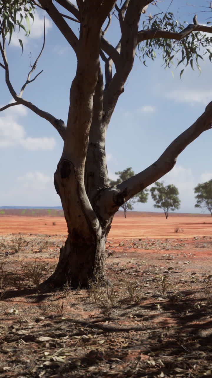 un solo árbol en un paisaje desértico rojo
