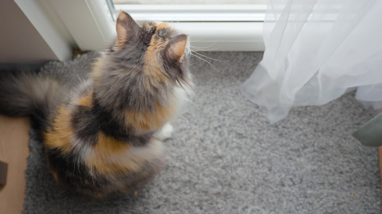 아파트 안에 앉아 있는 창문을 바라보는 외로운 긴 머리 칼리코 고양이