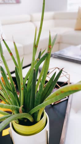 snake plant on a coffee table