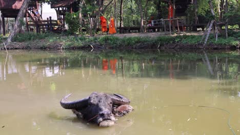 buffalo cooling off in a muddy pond