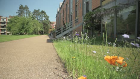 Schwenken-Sie-Entlang-Wilder-Blumen-Und-Ziehen-Sie-Den-Fokus,-Um-Mehr-Tiefe-Zu-Zeigen