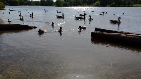 richmond park's pond on a sunny summer day