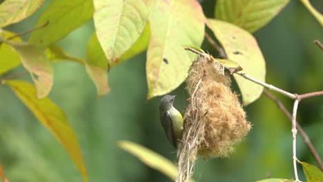 orange bellied flowerpecker bird perching on the nest to nursing her baby