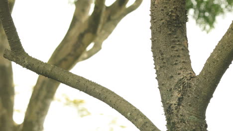 rufous hornero on a tree branch flies away