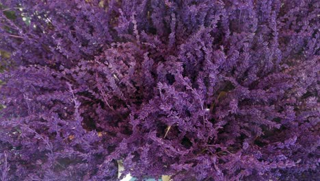 close-up of purple lavender flowers