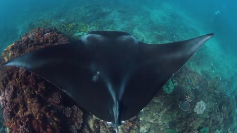 a view of a manta ray as it swims above a tropical reef