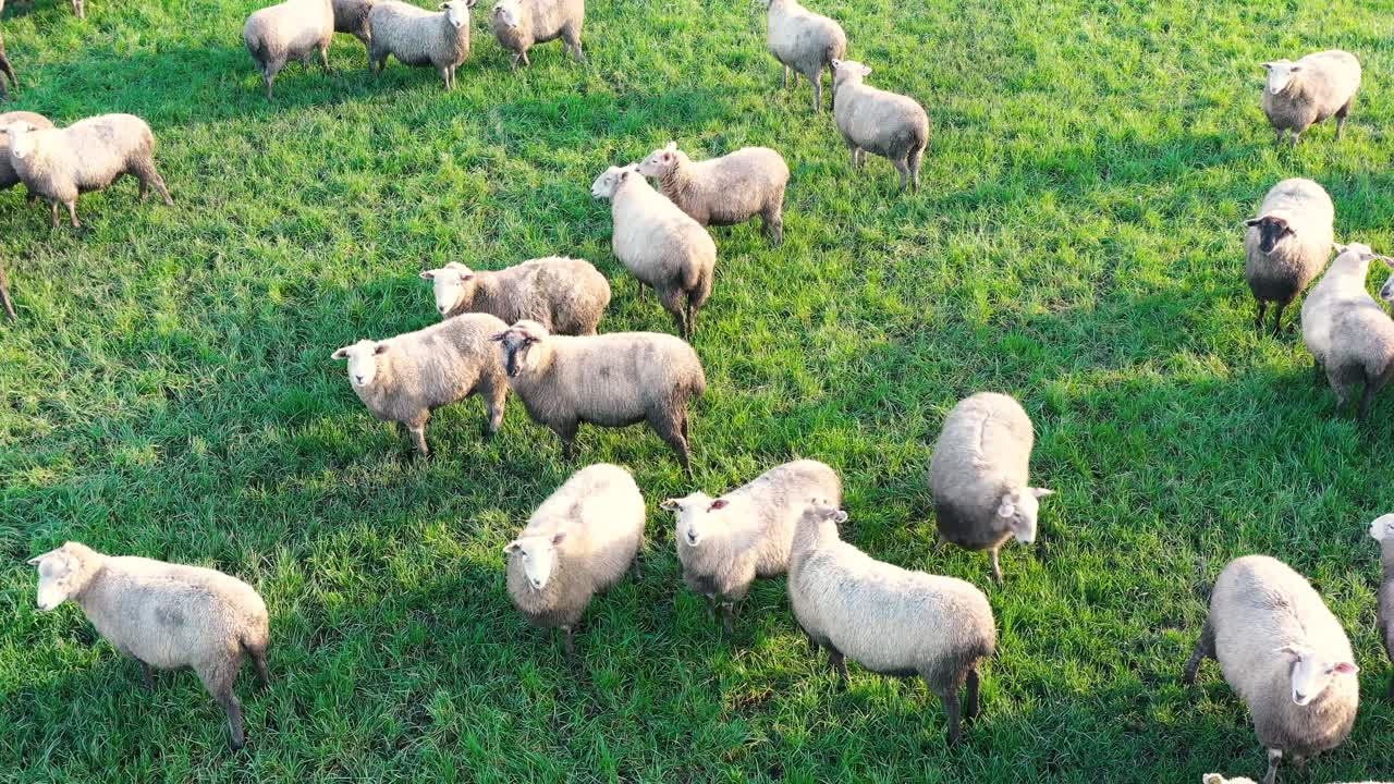 vista aérea de ovejas pastando en un campo de hierba verde
