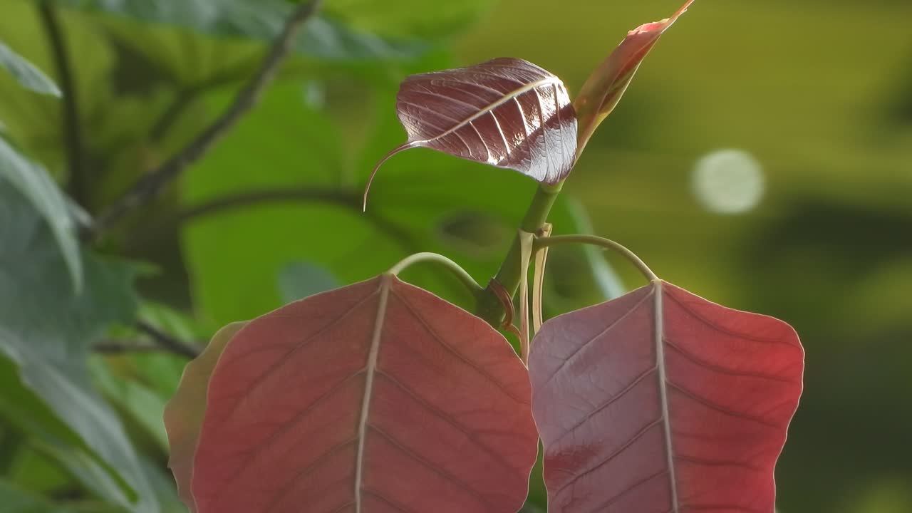 hoja - dorado - verde