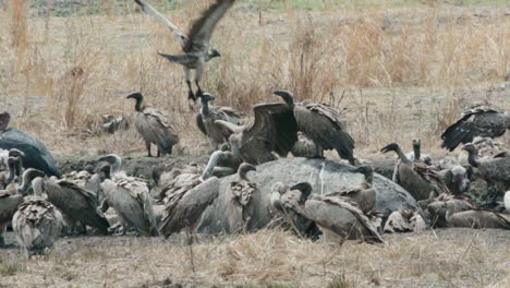 slow motion shot of a large group of vultures next to a dead hippo in dry african grassland