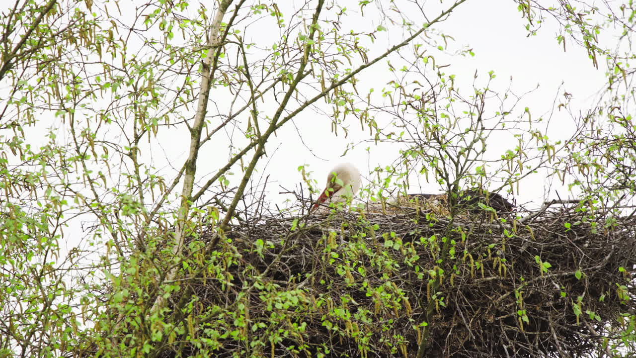 White stork sitting in bird nest from branches in tree crown in spring