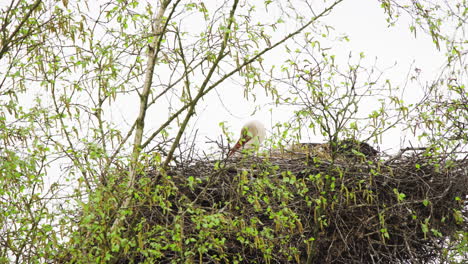 Weißstorch-Sitzt-Im-Vogelnest-Aus-Ästen-In-Der-Baumkrone-Im-Frühling