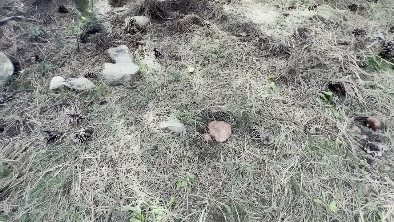 un tranquilo paseo por un bosque revela un suelo lleno de agujas de pino, piedras lisas y cones de pino ocasionales, destacando la belleza del entorno natural.
