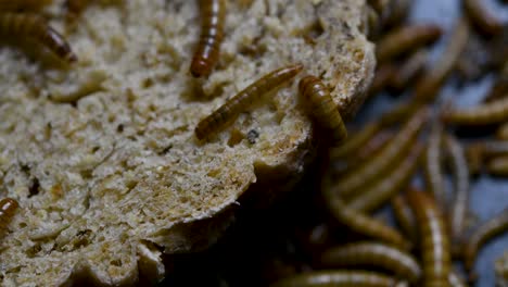 the mealworm is a species of darkling beetle used to feed pets like fish, snakes, birds, and frogs