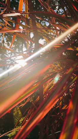 colorful palm leaves in sunlight