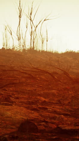 dead trees in a dry and barren landscape