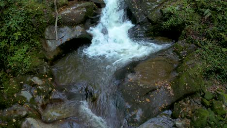 detail of a crystalline stream running through the green forest at bistriski vintgar slovenia