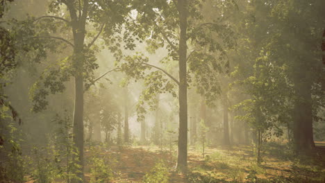 sunlight filtering through trees in a dense forest during early morning