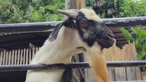 goat in a pen