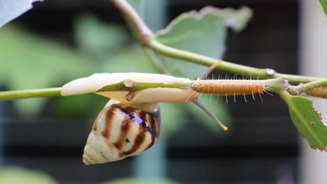 snails and caterpillars crawl on the same branch facing each other