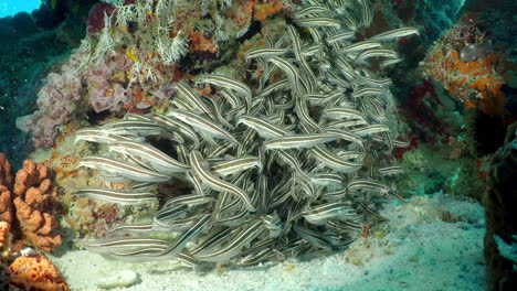 a flock if striped catfish on the bottom of the sea floating around coral polyp