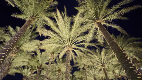 Tilt-view-of-some-palm-trees-seen-at-night