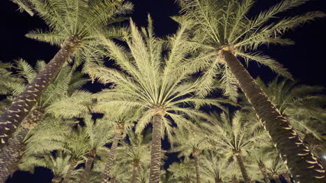 vista inclinada de algunas palmeras vistas de noche