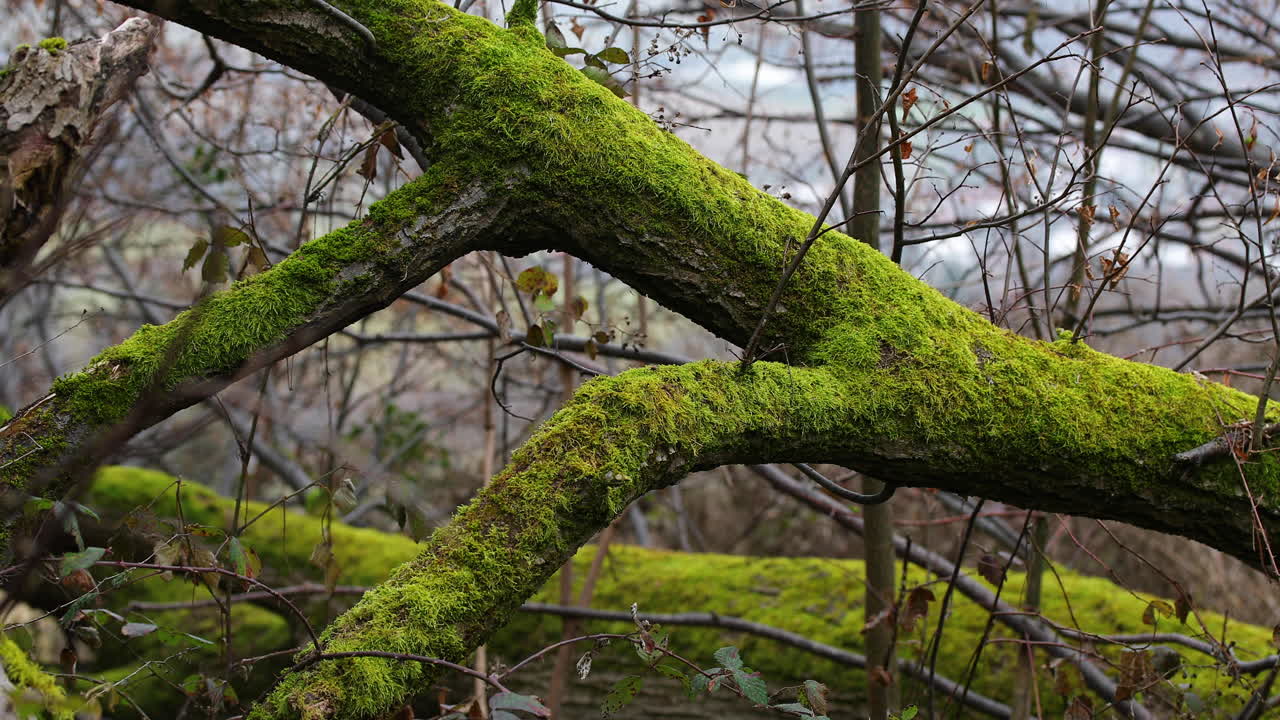 Close-up view of a tree trunk full of fresh moss