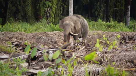 El-Primer-Plano-De-Un-Elefante-Pigmeo-Comiendo-Algunas-Plantas-En-Una-Plantación-De-Palma-Aceitera-Destruida-En-Malasia,-El-Animal-Está-Solo-En-Esta-Parte-De-La-Tierra-Deforestada