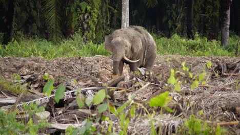 closeup of pygmy elephant eating some plants in destroyed oil palm plantation in malaysia, the animal is alone in this deforest part of land