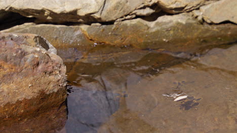 Water-Skimmers-In-Natural-Pool-On-Clavey-River-In-California,-USA