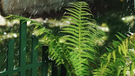 light rain on the deep green leaf of a shrub. raindrop on green plant leaf. slow motion