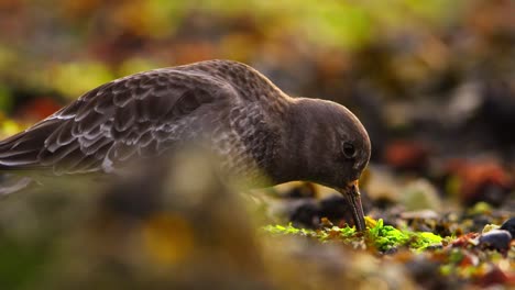 Closeup-of-Purple-Sandpiper-using-its-bill-to-forage-between-seaweed-on-coast