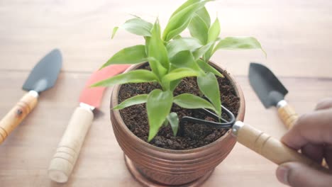 plantar una pequeña planta de interior en una olla de cobre con herramientas de jardinería