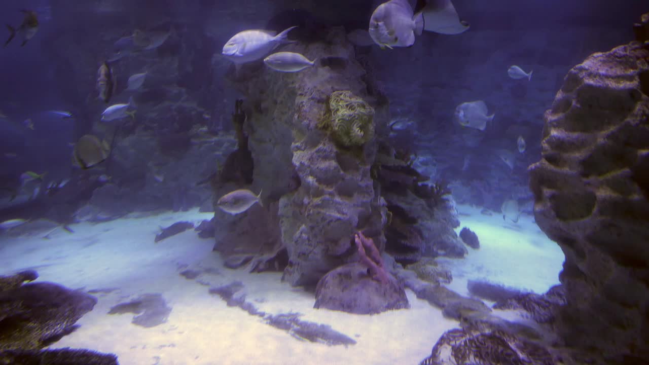 수족관 에 있는 다채로운 물고기