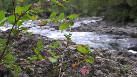 view a flowing creek in gaspesie in quebec, canada during summer