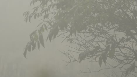 Ramas-En-La-Niebla-De-Otoño,-Vercors,-Francia