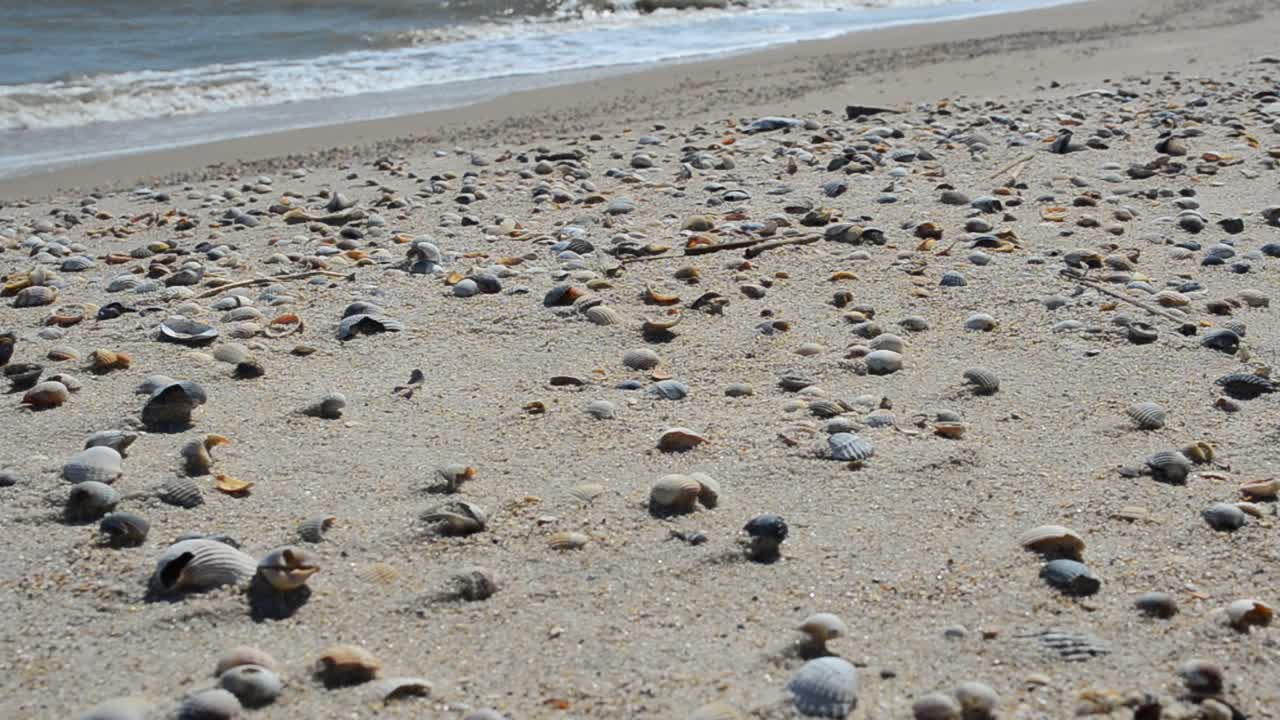 Conchiglie su una spiaggia. Scorcio di spiaggia