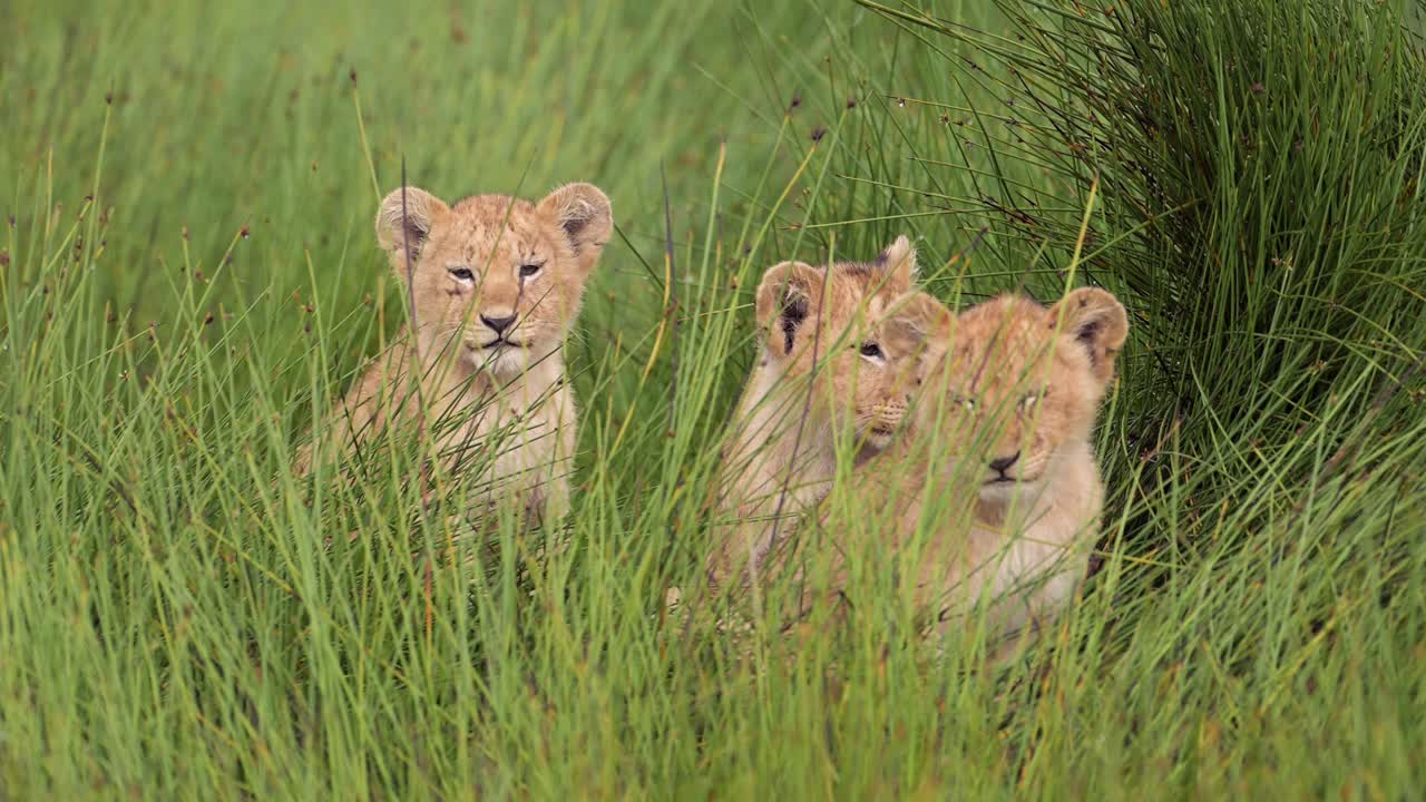 jonge leeuwenkinderen portret in serengeti, tanzania wildlife en afrikaanse baby dieren op afrika safari, trots van drie leeuwenkinder in riet in een moeras in serengetti national park in moerassen