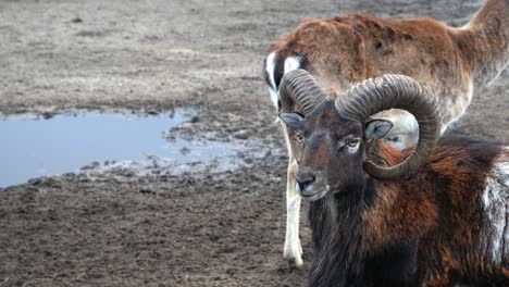 closeup of cute brown sheep stand nearby, one of them looking away