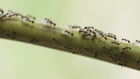 black ants army marching busy carrying eggs and larvae up bamboo to new nest as others stand guard