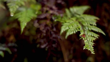 close-up of fern in lush rainforest