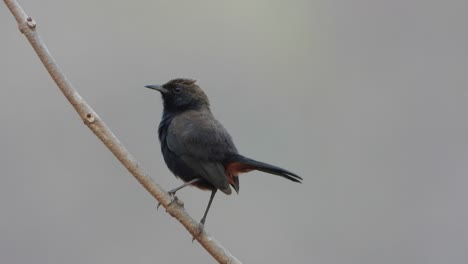 indian robin bird in relax mode