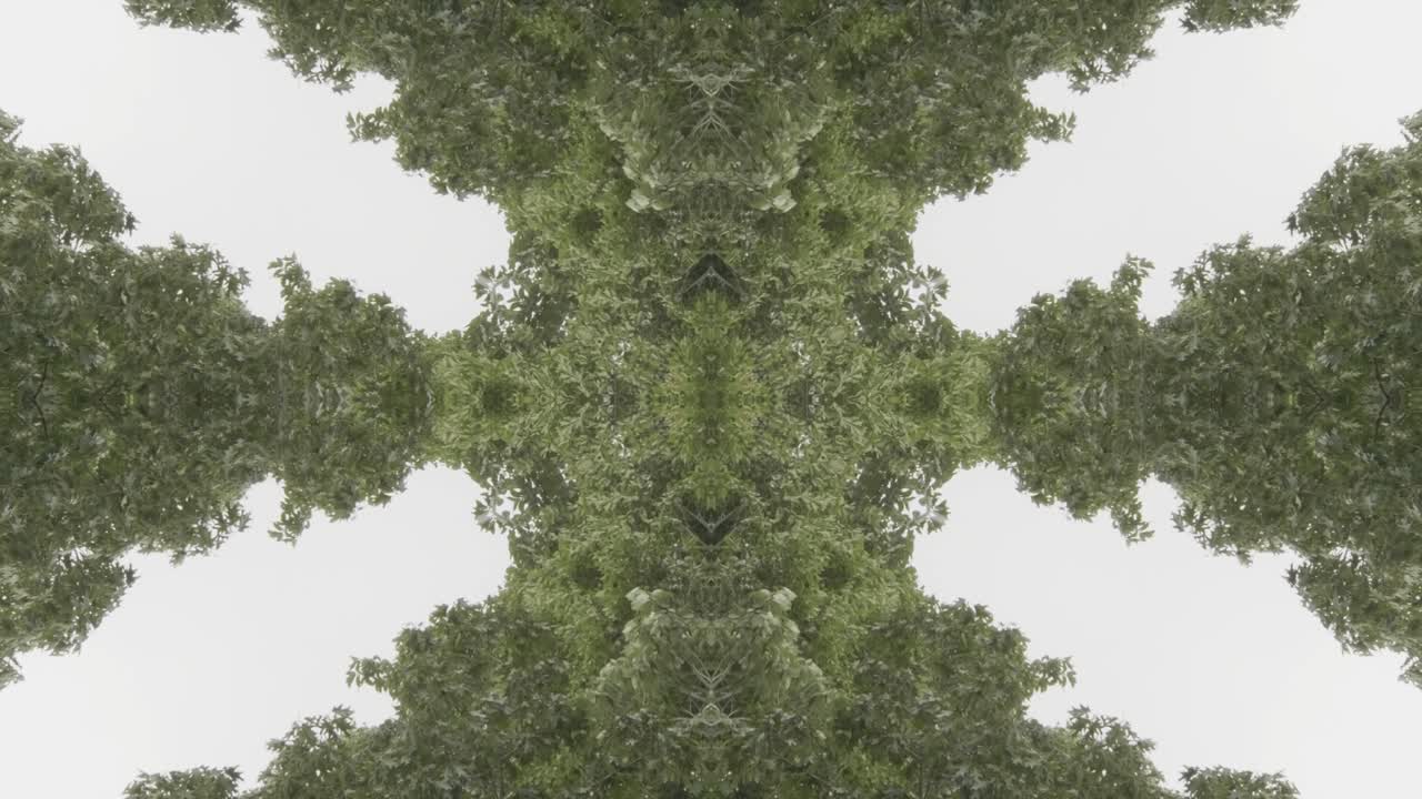 caleidoscopio de vegetación usando imágenes de bosque de wissahickon creek, philadelphia, #62